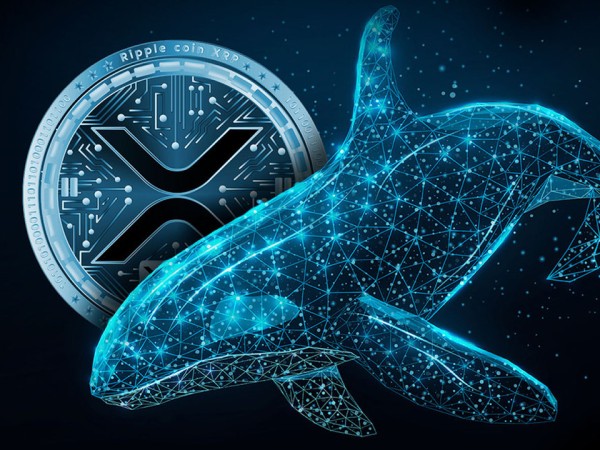 XRP鲸鱼正在逢低买入！机构投资者也开始加入Ripple队列-加密货币新闻