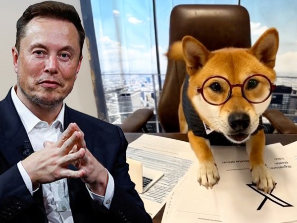 马斯克推文提及爱犬回归X执行官！FLOKI价格即时上涨了超过20%