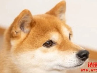 柴犬币价格能在2025年达到1美元吗？